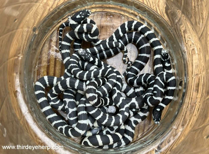 Victorville California Kingsnakes